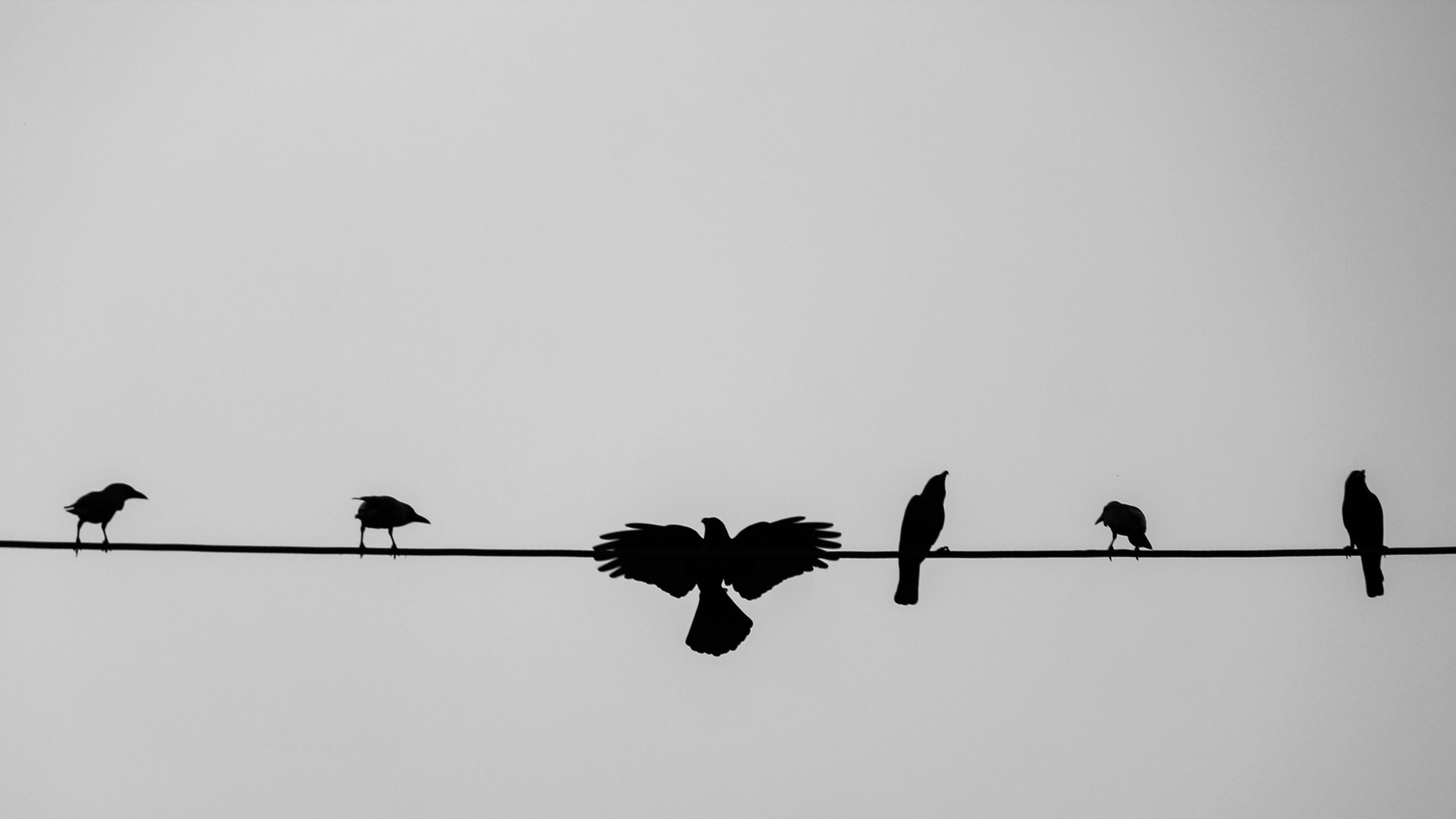 All Things Cat & Crow