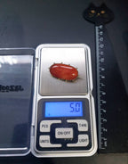 Antique 9ct GOLD CARNELIAN BROOCH - Victorian, Georgian - 5g
