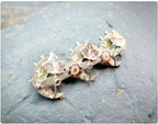 VICTORIAN Triple CRESCENT MOON Brooch - circa 1887 - 4.3g