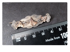 VICTORIAN Antique Brooch - Vine Leaf Sterling Silver Chester c 1896 - 3.2g